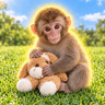 Koji The Macaque