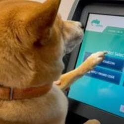 First Dog to Buy Crypto cryptocurrency logo