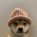 dogwifhat cryptocurrency logo
